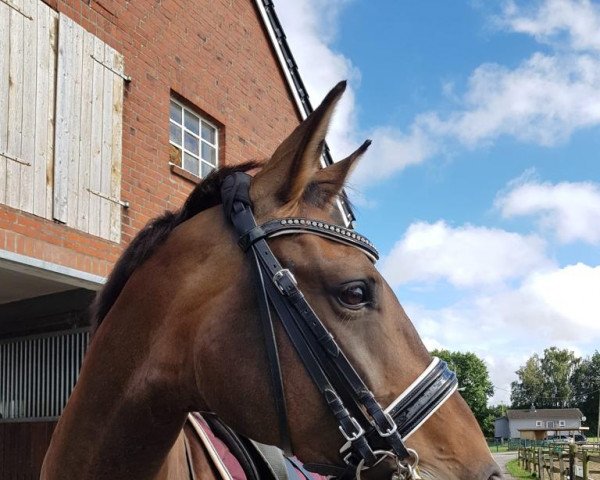 horse Stute von Don Juan de Hus (Westphalian, 2013, from Don Juan de Hus)