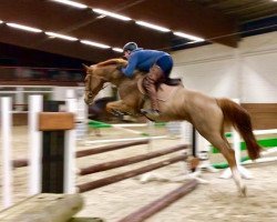 jumper Kasmir 6 (Hungarian Warmblood, 2013, from Flash de Prissey)