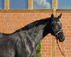 broodmare Fürstensonne (Oldenburg, 2015, from Fürstenball)