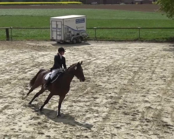 Reitturnier Xanten - Moermter 2017