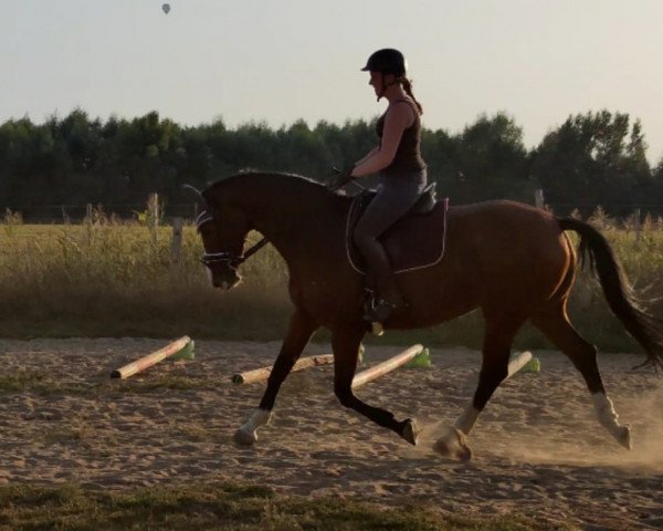 horse Little Heaven (Hanoverian, 2013, from Lord Lacoste)