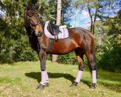 dressage horse Wiebke 174 (Hanoverian, 2004, from Weltruhm)