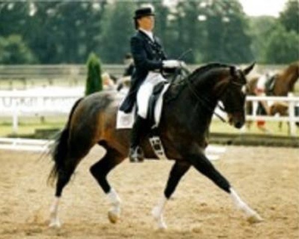 dressage horse Luigi 80 (Hanoverian, 1993, from Lauries Crusador xx)