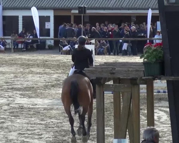 Reitturnier Xanten - Moermter 2017