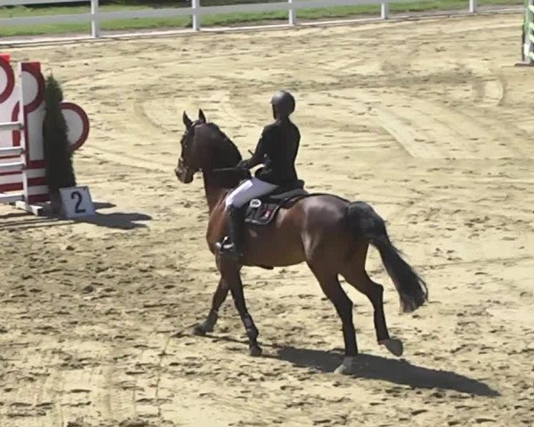 Reitturnier Leutkirch-Diepoldshofen 2017