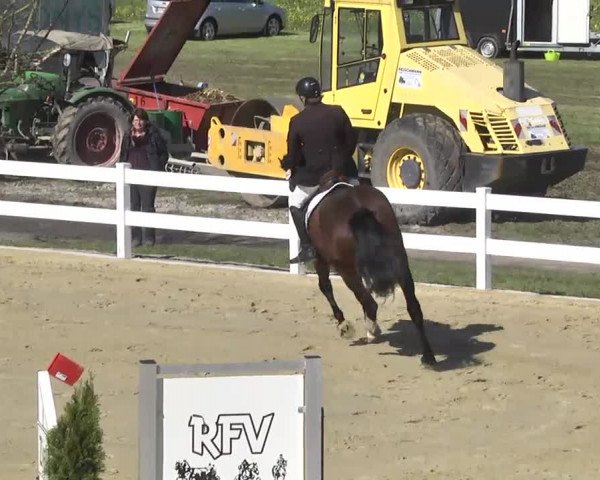 Reitturnier Leutkirch-Diepoldshofen 2017