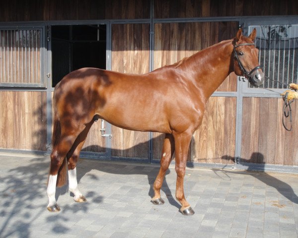 dressage horse Danaro (Oldenburg, 2006, from Danone 4) dressage horse Danaro (Oldenburg, 2006, from Danone 4)