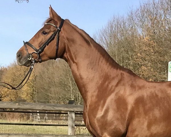 broodmare Simply Red (Westphalian, 2014, from Sir Heinrich OLD)