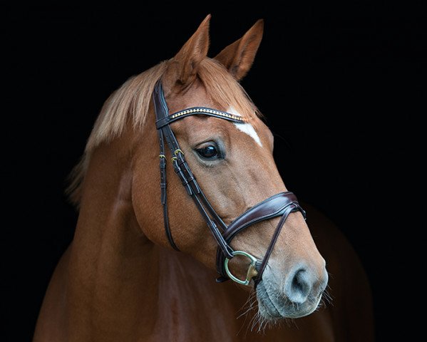 broodmare Crazy Alice 3 (Oldenburg show jumper, 2013, from Catoki)