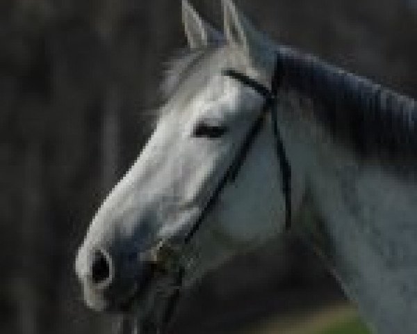 Zuchtstute Panja von Whitemoon CH (Schweizer Warmblut, 2003, von Ishan du Cerisier)