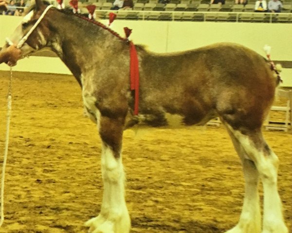 broodmare Alamar Doda (Clydesdale, 2014, from Birky's Pride Preludes Hercules) broodmare Alamar Doda (Clydesdale, 2014, from Birky's Pride Preludes Hercules)