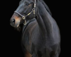 jumper So Easy 6 (Hanoverian, 2006, from Stakkato Gold)