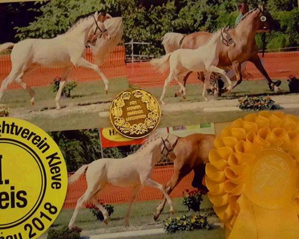 broodmare irma du bois (German Riding Pony, 2018, from Cassanova du Bois)