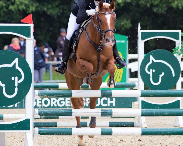 jumper Calimero Tf (Westphalian, 2007, from Fs Chiwago)