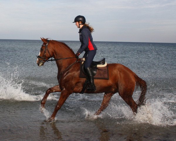 jumper Peppermint (Hanoverian, 2011, from Perigueux)