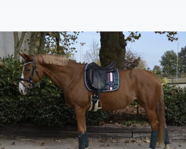 broodmare Wedanta C (Oldenburg, 2007, from Weltmeyer)