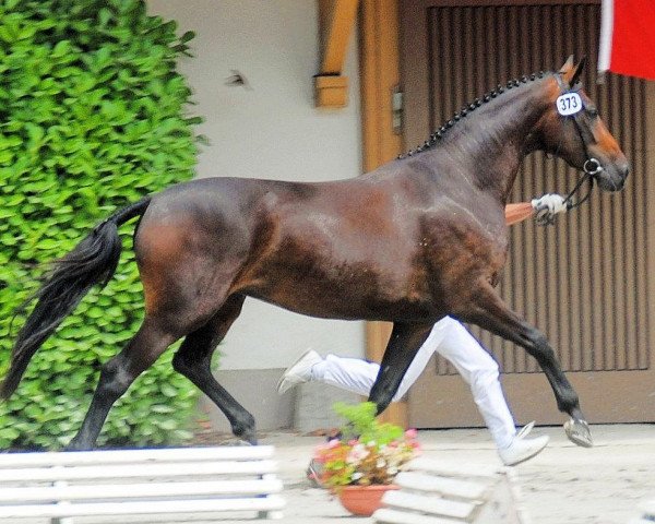 horse Guana Rr CH (Swiss Warmblood, 2005, from De Niro)