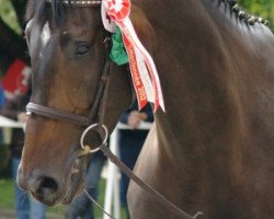 dressage horse Goa Vom Huebelihof CH (Swiss Warmblood, 2008, from Royal Diamond)