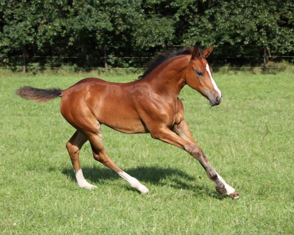 horse Ogandia (Oldenburg show jumper, 2017, from Ogano Sitte)