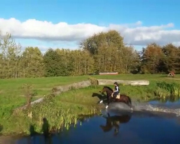 Pferd Gwyneira (Deutsches Reitpony, 2012, von Nemax)