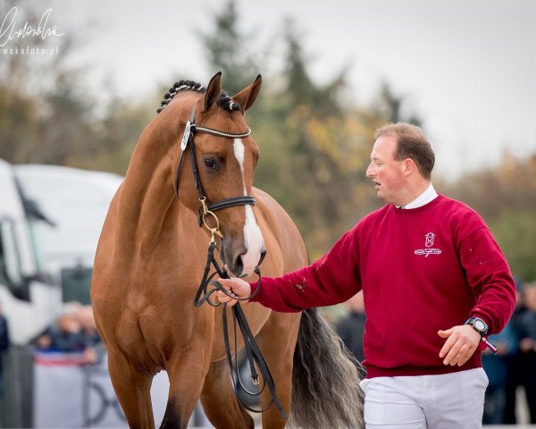 stallion Diemo (Holsteiner, 2016, from Dinken)