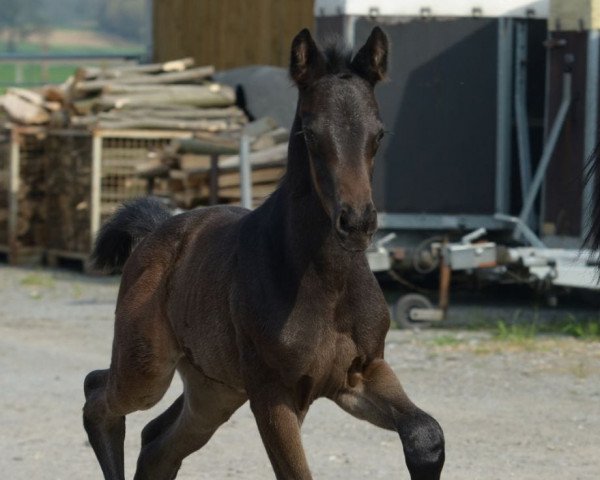 horse Farah Diba H (Westphalian, 2018, from Florenz 71)