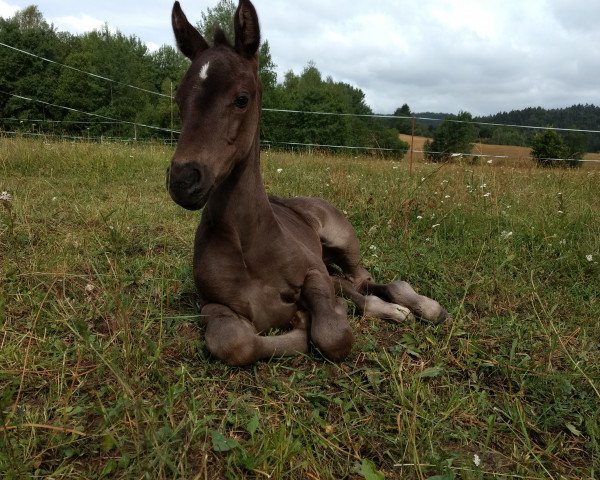 Pferd San Girl (Deutsches Sportpferd, 2018, von San Muscadet)