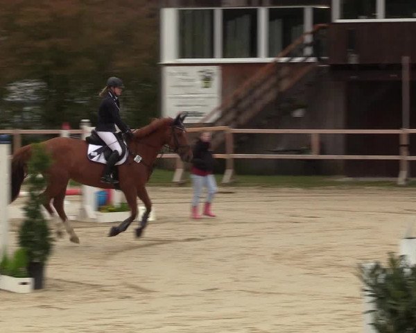 Reitturnier Niederbergheim 2017