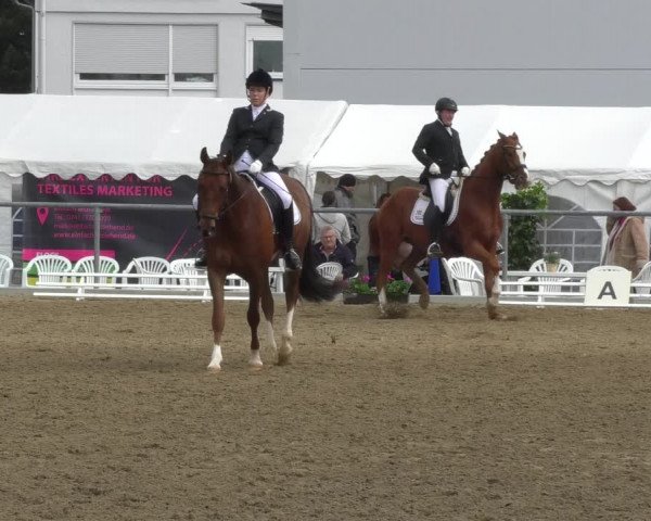 Reitturnier Rottweil 2017
