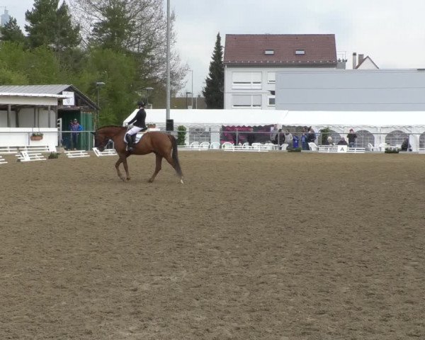 Reitturnier Rottweil 2017