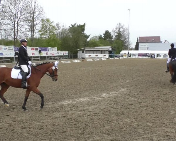 Reitturnier Rottweil 2017
