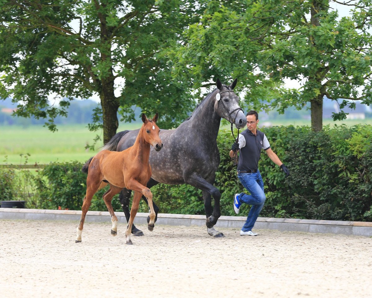 broodmare Stute von Naldo / Corlensky G (Oldenburg show jumper, 2015, from Naldo 29)