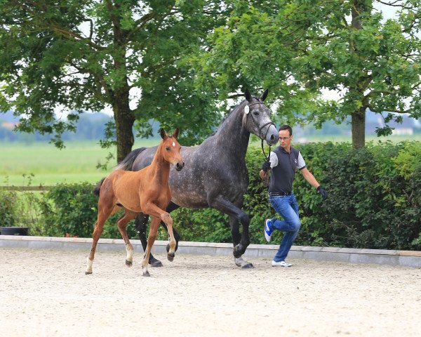 broodmare Stute von Naldo / Corlensky G (Oldenburg show jumper, 2015, from Naldo 29)