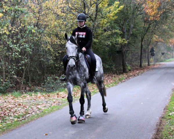 horse Cavallo de la Vie z (Zangersheide riding horse, 2013, from Cascavados)