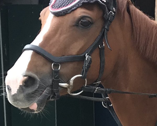 jumper Joy 397 (Welsh Partbred, 2009, from Heidehof's Don Diego)