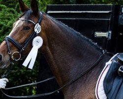 dressage horse Claudi 3 (Westphalian, 2010, from Colmani)