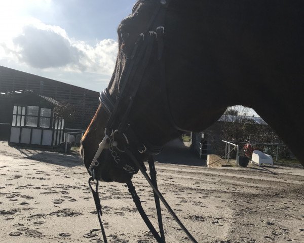 horse Atlanta (Hanoverian, 1997, from Argument)