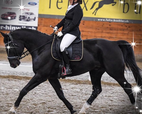 dressage horse Eldano Wb CH (Swiss Warmblood, 2013, from GB Escondido)