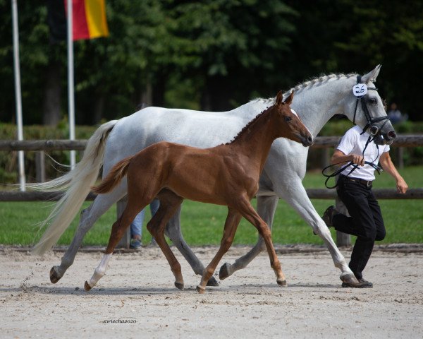 broodmare Goldglöckchen (Trakehner, 2020, from Nice Dannon xx)