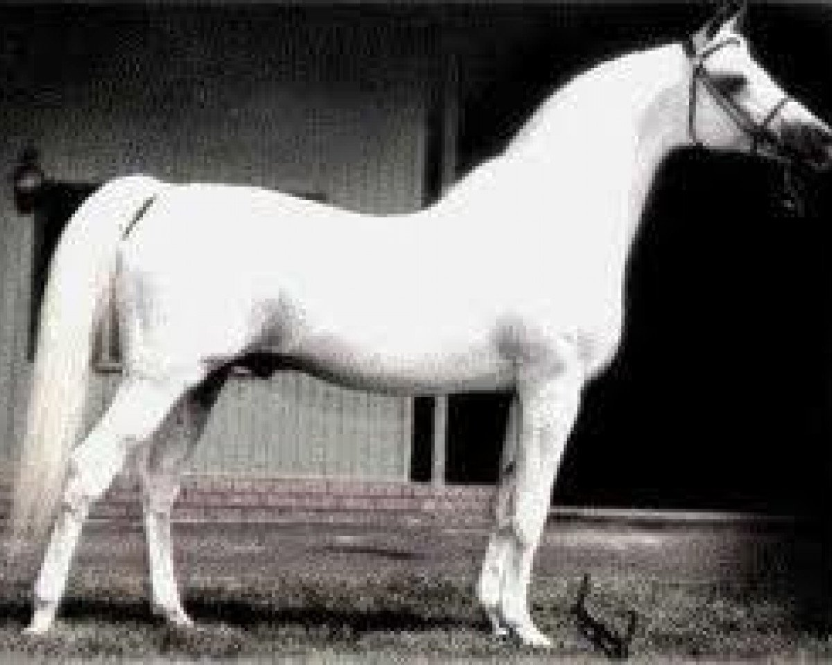 stallion Talal EAO (Arabian purebred, 1957, from Nazeer 1934 RAS)
