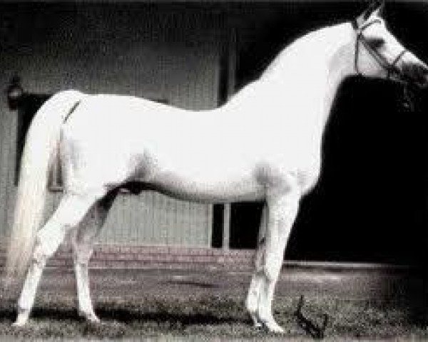 stallion Talal EAO (Arabian purebred, 1957, from Nazeer 1934 RAS)