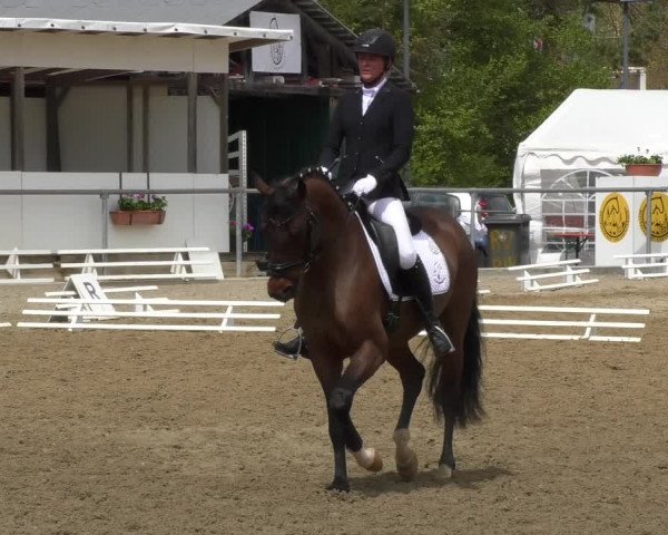 Reitturnier Rottweil 2017