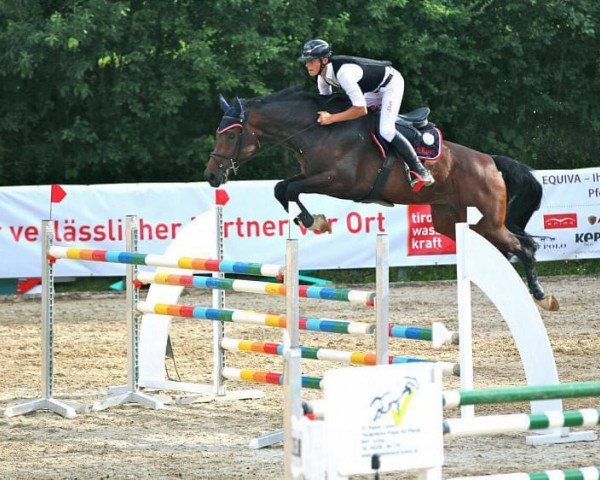 Zuchtstute Neugschwents Lady Sandro (Bayer, 2006, von Sandro Boy)