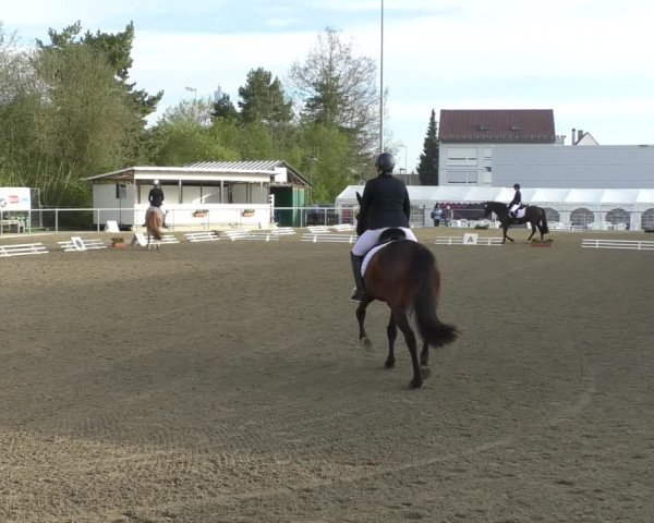Reitturnier Rottweil 2017