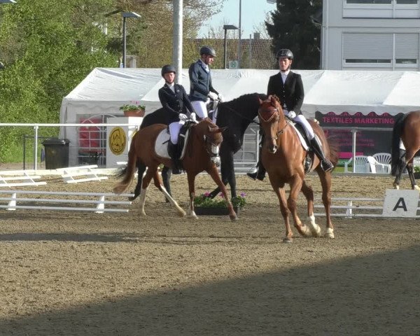 Reitturnier Rottweil 2017