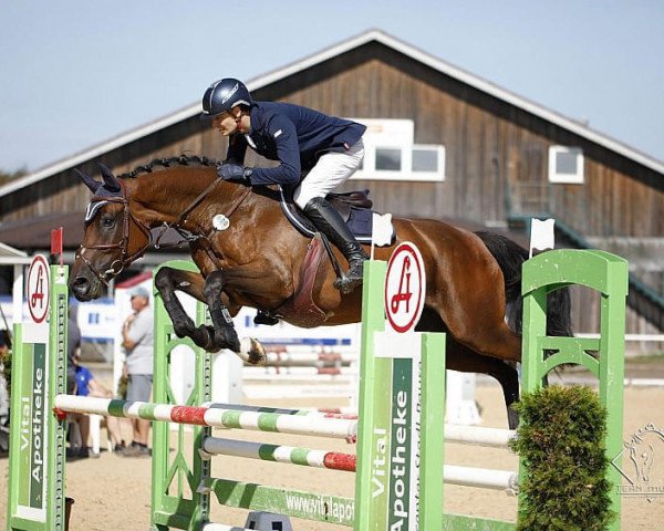 jumper Neugschwents Concordia (Oldenburg show jumper, 2013, from Comme il Faut)