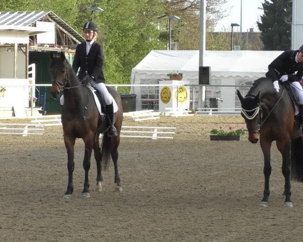 Reitturnier Rottweil 2017