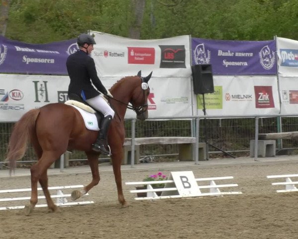 Reitturnier Rottweil 2017