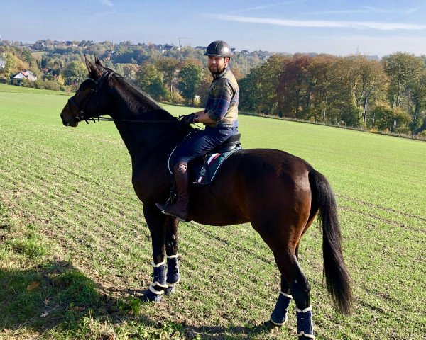 horse Dargo (Hanoverian, 2012, from Destano)