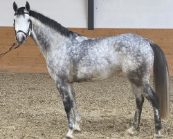 jumper Casablanca ZR (Hanoverian, 2016, from Cassus 2)